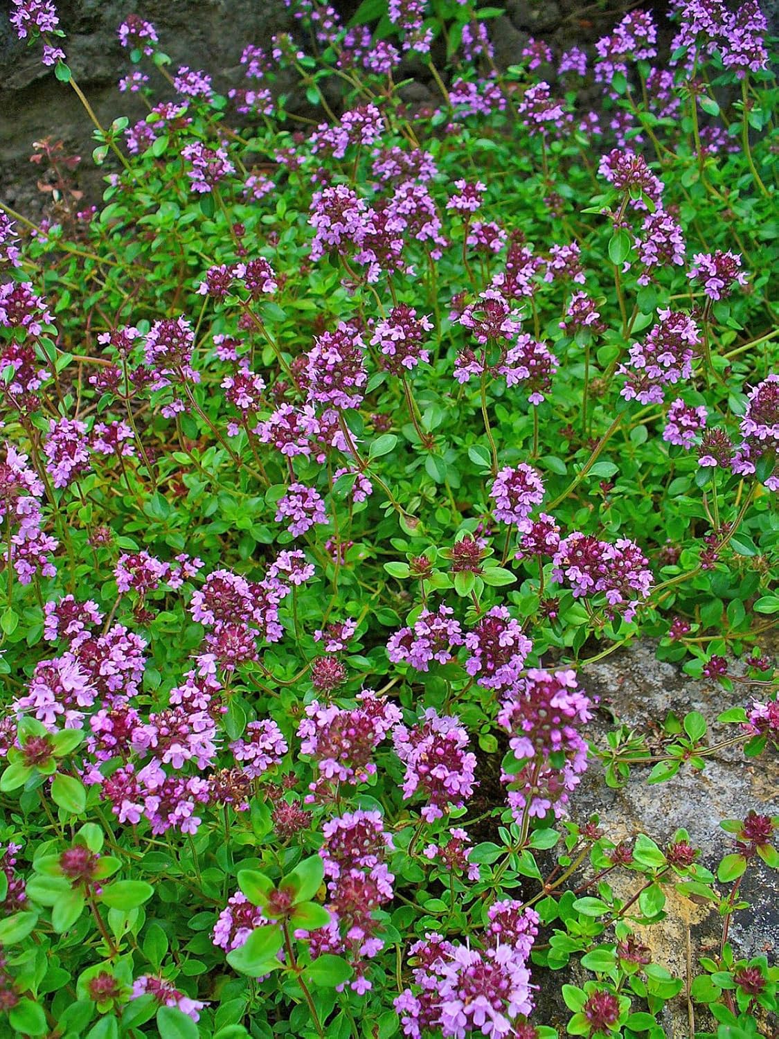 Thymus Serpyllum, Wild/Creeping Thyme, 0.1g Approx 700 Seeds, untreated