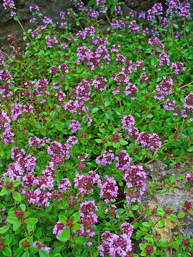 Thymus Serpyllum, Wild/Creeping Thyme, 0.1g Approx 700 Seeds, untreated