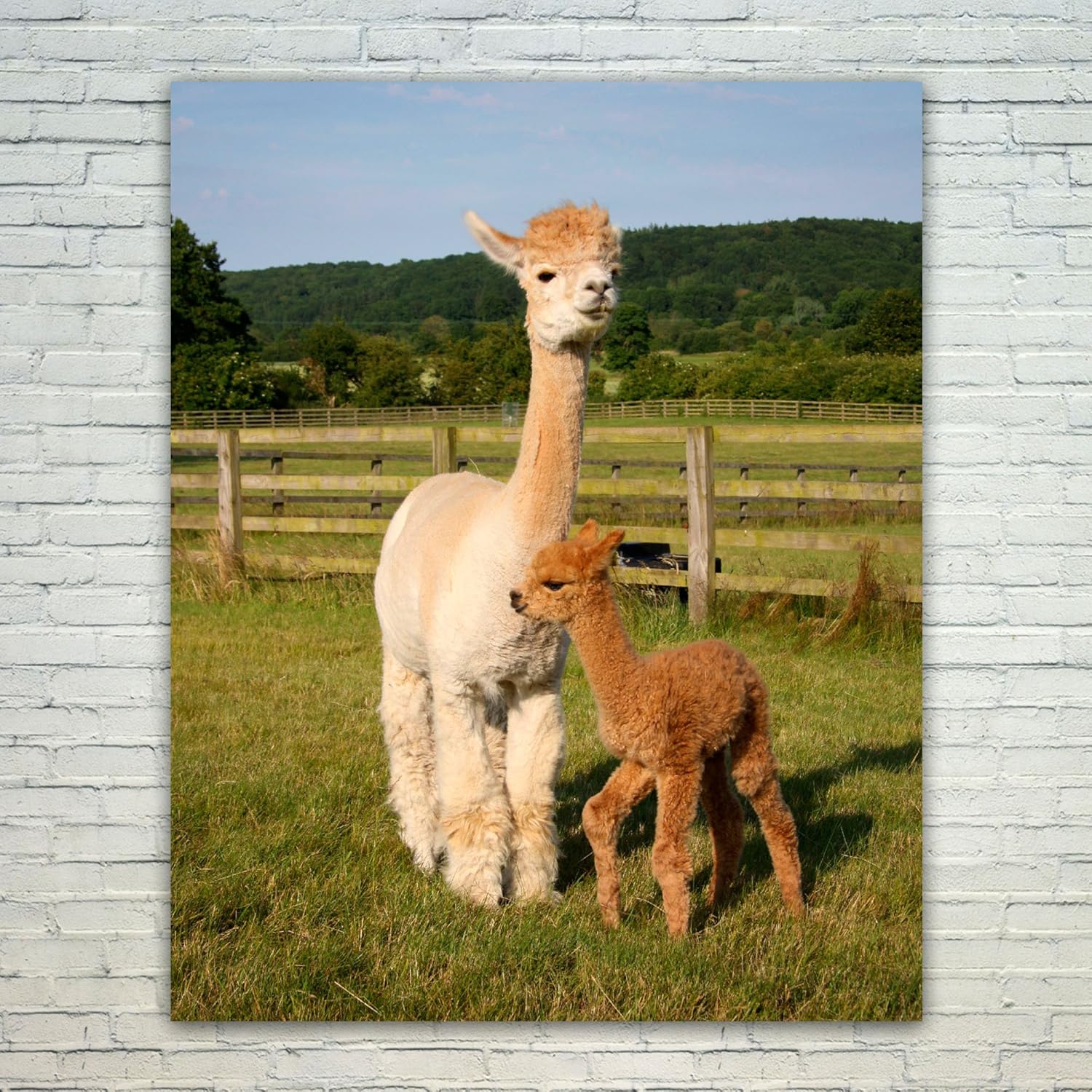 Westlake Art Poster Print Wall Art - Alpaca Camel - Modern Picture Photography Home Decor Office Birthday Gift - Unframed - 11x14in