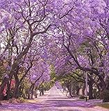 TomorrowSeeds - Jacaranda Purple Tree Seeds
