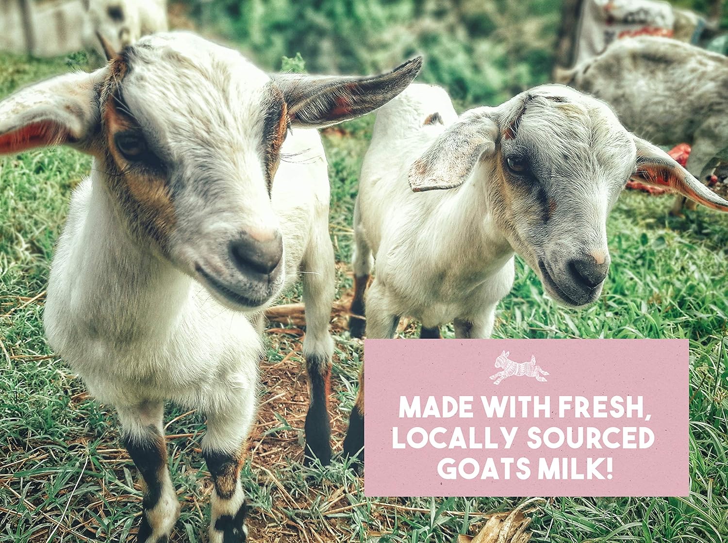 Floral Variety Pack ~ Creamy Goats Milk Soap | All Natural Organic ngredients | Rose, Jasmine, Lavender & Plumeria | SLS, BPA & Paraben Free! Handmade in the USA! : Beauty