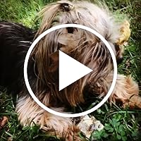 Ein vom Autor veröffentlichtes Video.