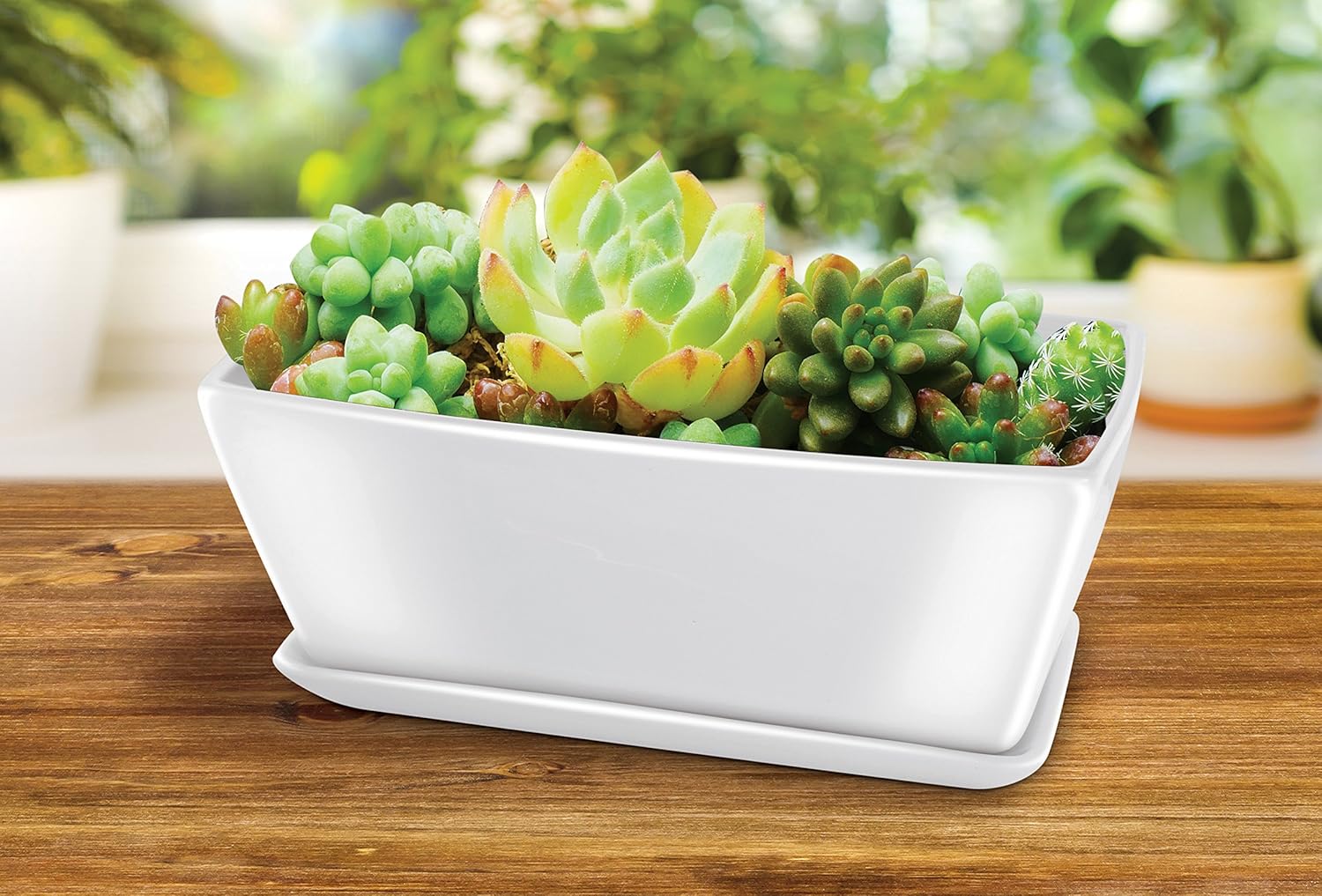 Best Cole And Mason Self Watering Indoor Herb Garden Planter Pot