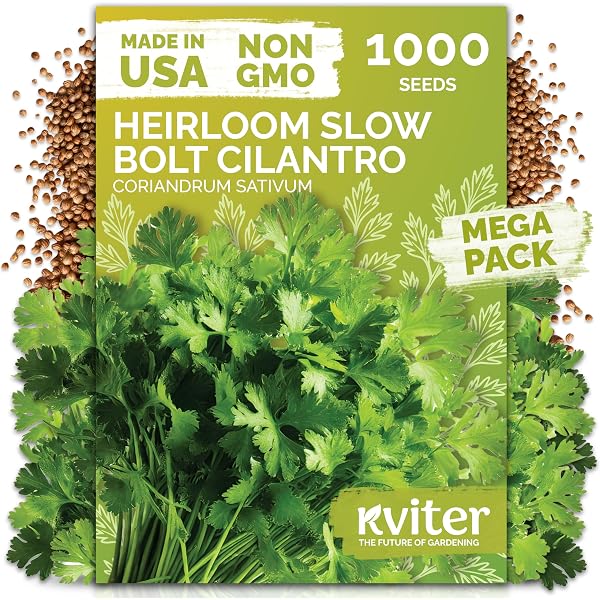 thumbnail image 2 of Ohio Heirloom Seeds Organic Cilantro Seeds – 200+ Count, 90% Germination, Grown In USA For 2021 2 of 5