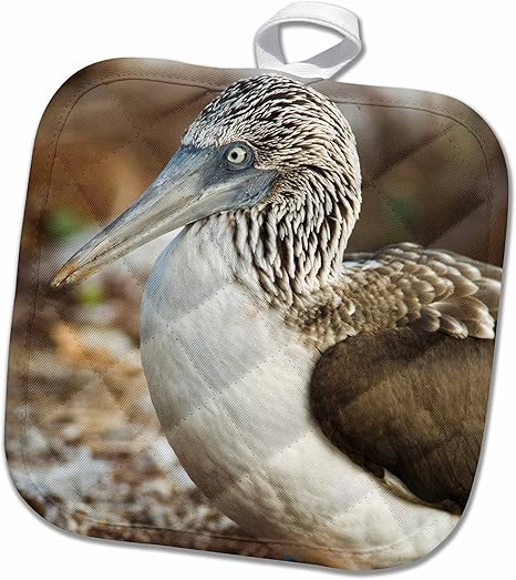 Amazon 3drose Danita Delimont ガラパゴス諸島 アオアシカツオドリ ガラパゴス国立公園 エクアドル Sa07 Rkl0003 Raymond Klass 鍋つかみ 8x8 Potholder Phl 1 鍋つかみ ミトン オンライン通販