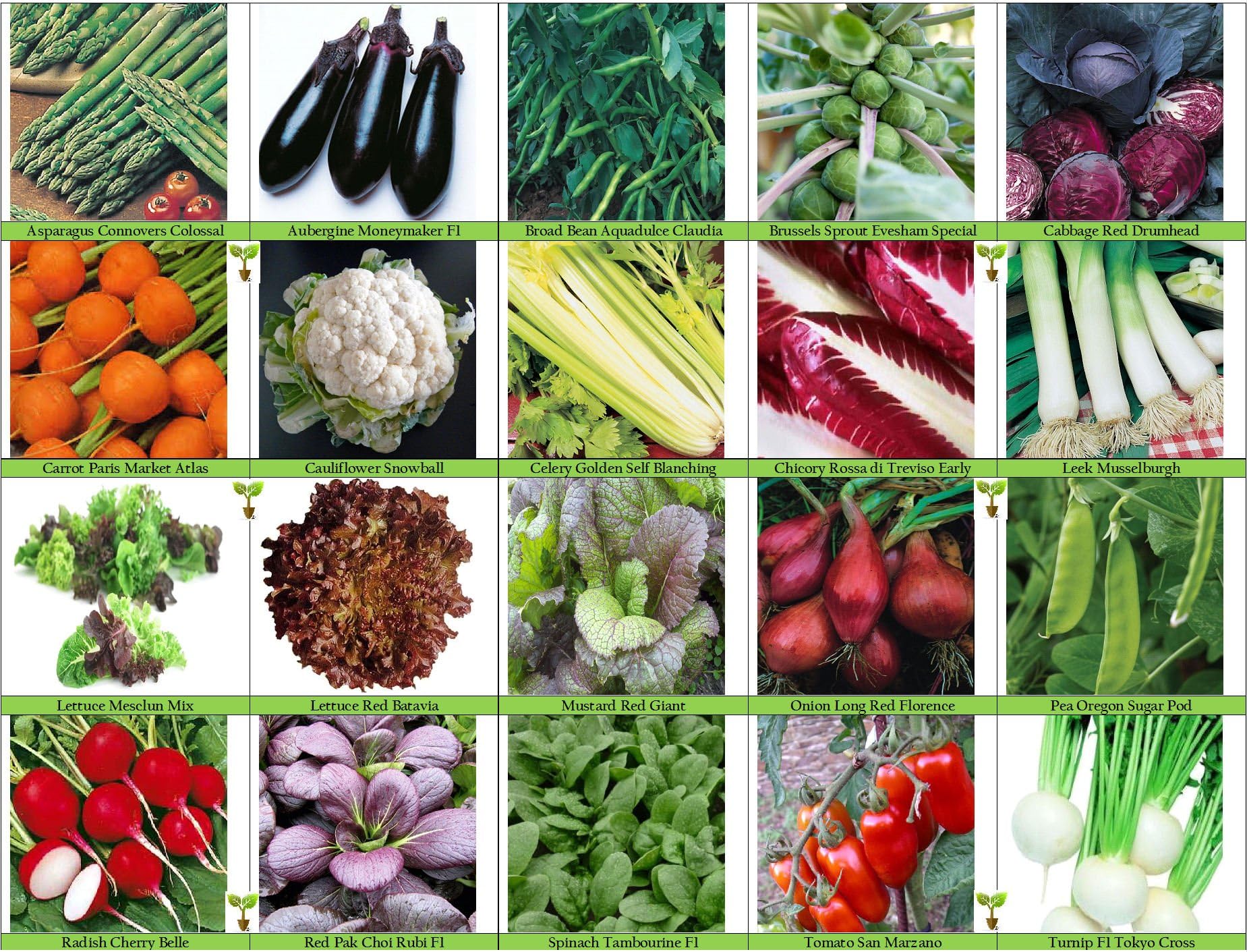 Viridis Hortus - 20 Packs of Vegetable Seeds - Tomato, Celery, Leek, Pea, Mustard Red Zest, Carrot, Chicory, Turnip etc