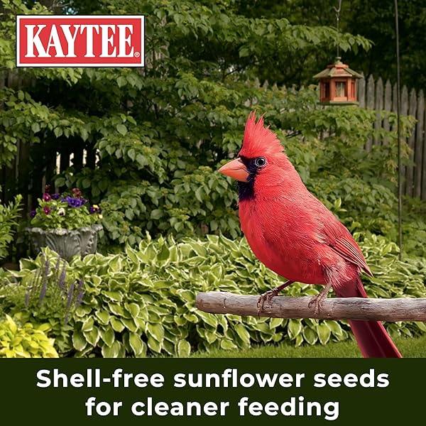 KAYTEE WILD BIRD (NO MESS OR WASTE FREE) FOOD SEED BLEND FOR BLUE JAYS, WOODPECKERS, JUNCOS, CARDINALS, GROSBEAKS, SPARROWS, AND FINCHES, 10 POUND, (PACKAGING MAY VARY)