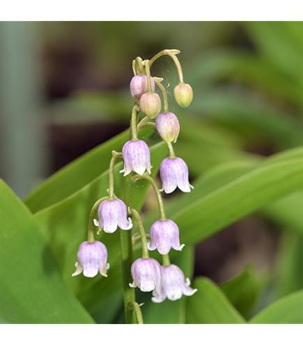Amazon.com : Generic New Fresh 100pcs Lily of The Valley