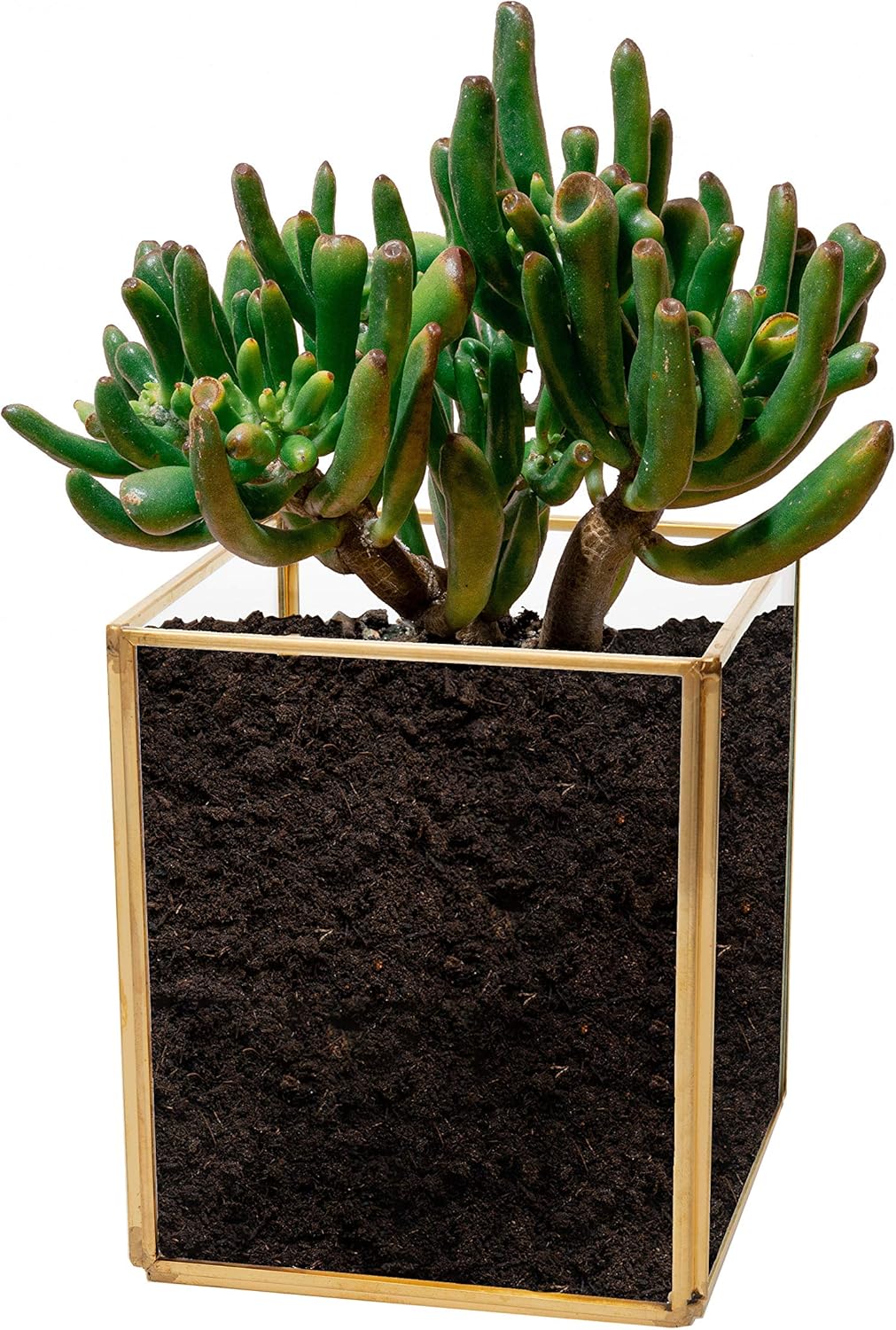 Kusso Glass Terrarium With Gold Metal Edges - Square Indoor Planter for Air Plants Succulents & Cactus, Geometric-Style
