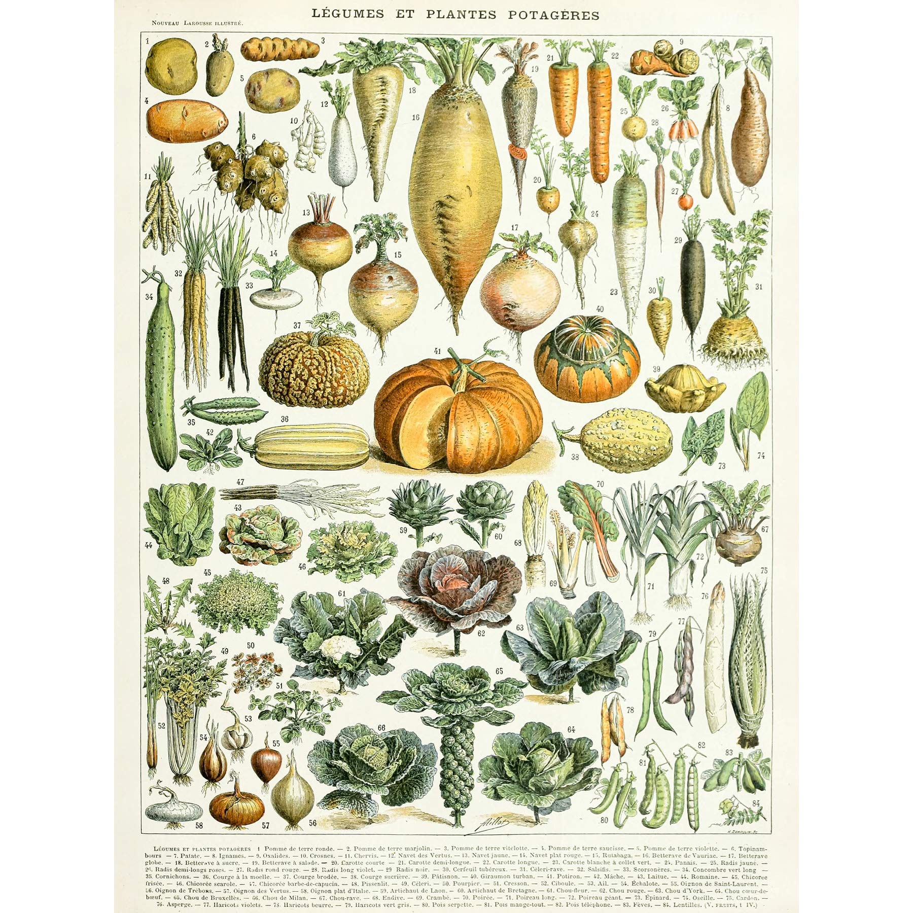 Artery8 Millot Encyclopedia Page Legumes Vegetables Large Wall Art Poster Print Thick Paper 18X24 Inch