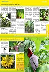 GREEN24 PROFI LINE Banana Musa Ensete Liquid Fertilizer NPK Plant Food view 7