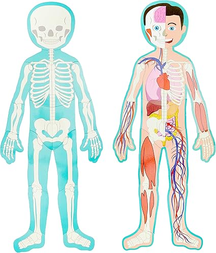 rompecabezas del cuerpo humano para niños de 6 piezas