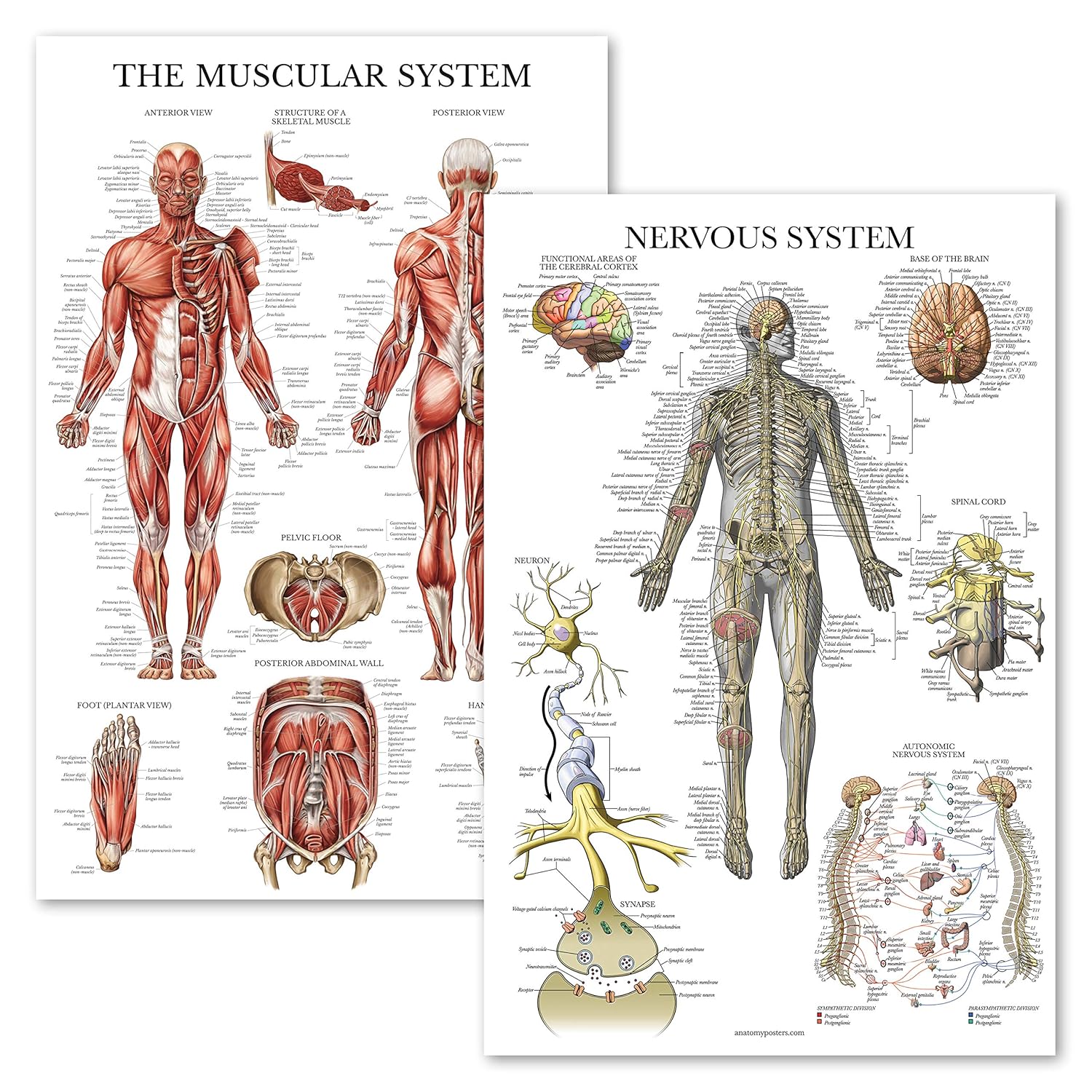 System Nervous System Muscular Pack 2 Anatomy 27 X 18 Laminated