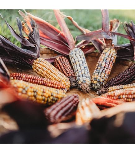 Amazon.com : Colorful Rainbow GLASS GEM CORN Cherokee Indian