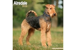 Airedale 2026 Calendar | Square Wall Calendar | Dog Breed Gift | Plastic Free Packaging | by Avonside Publishing