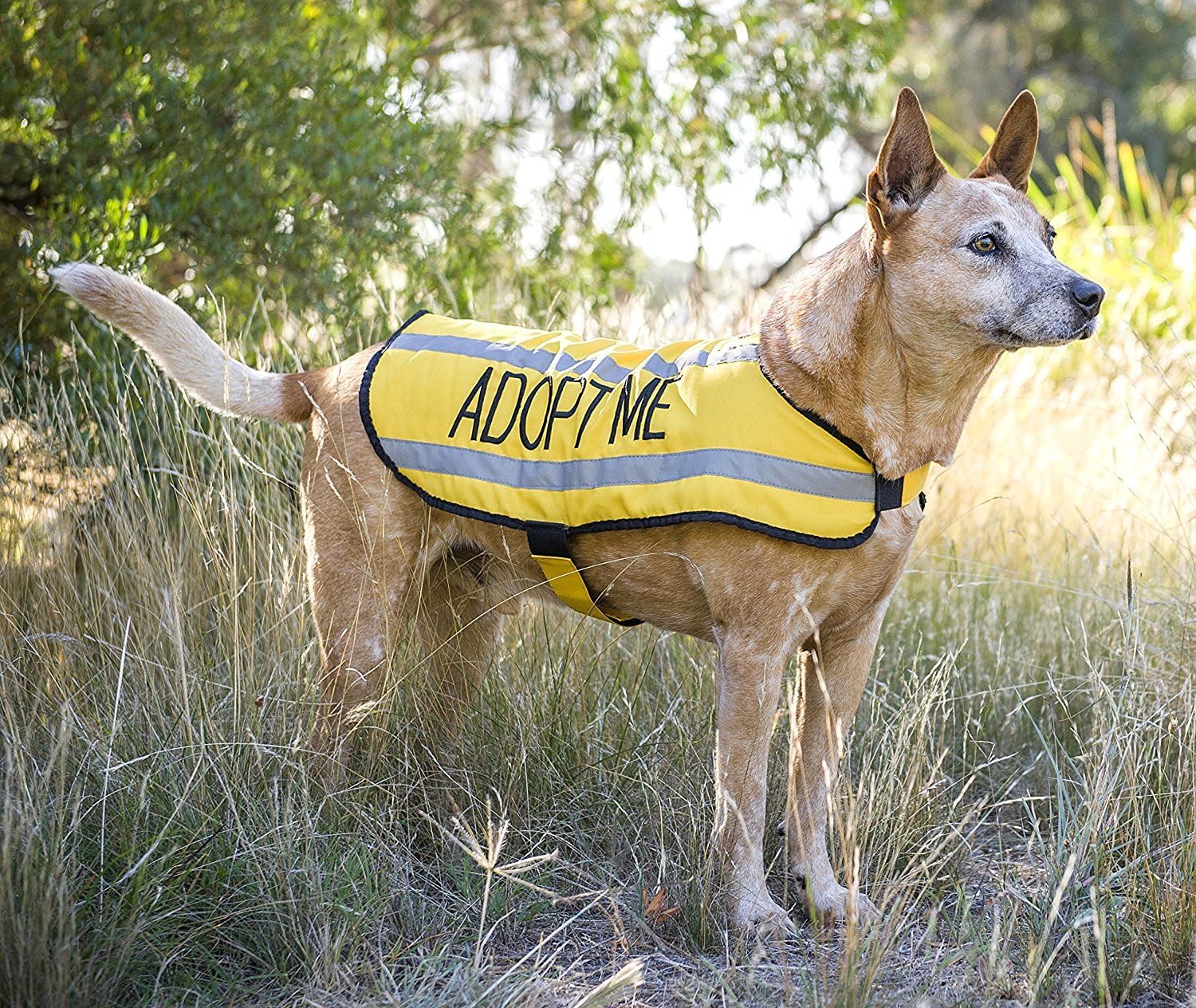 Adopt Me Dog Jacket Anna Blog