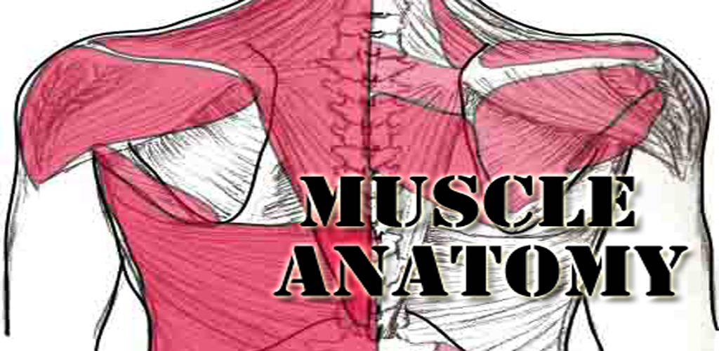 Amazon.com: Muscle Anatomy Quick Reference : Apps & Games