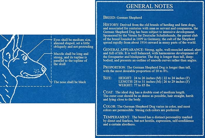 Amazon Com German Shepherd Blueprint Handmade