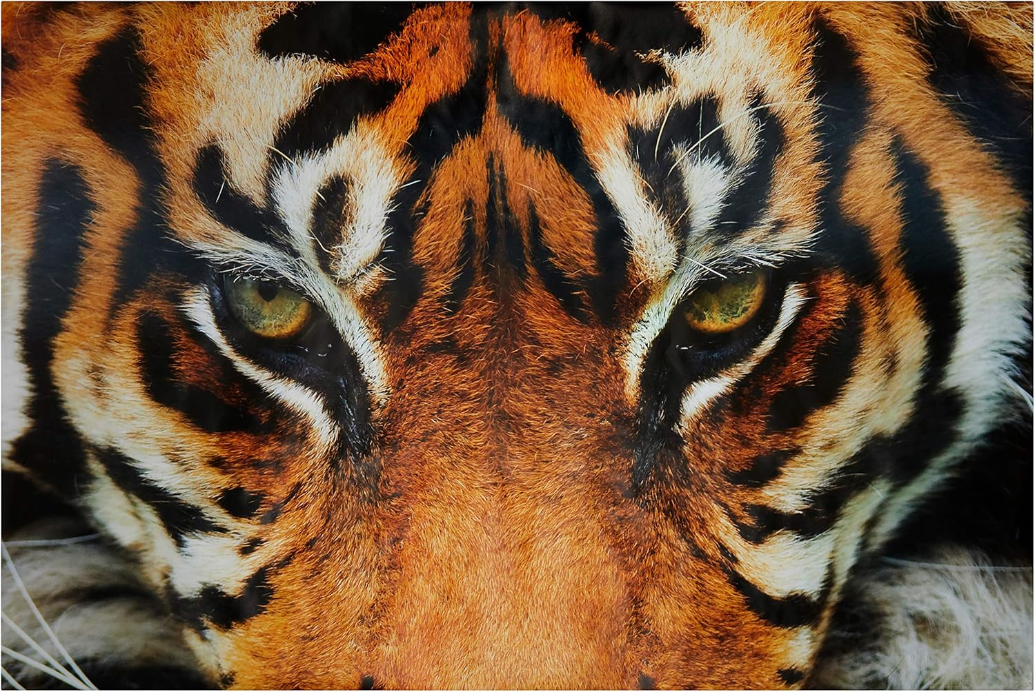 WALPLUS Jungle Gaze Wall Stickers, Vinyl, Multi-Colour, 5 x 117 x 5 cm