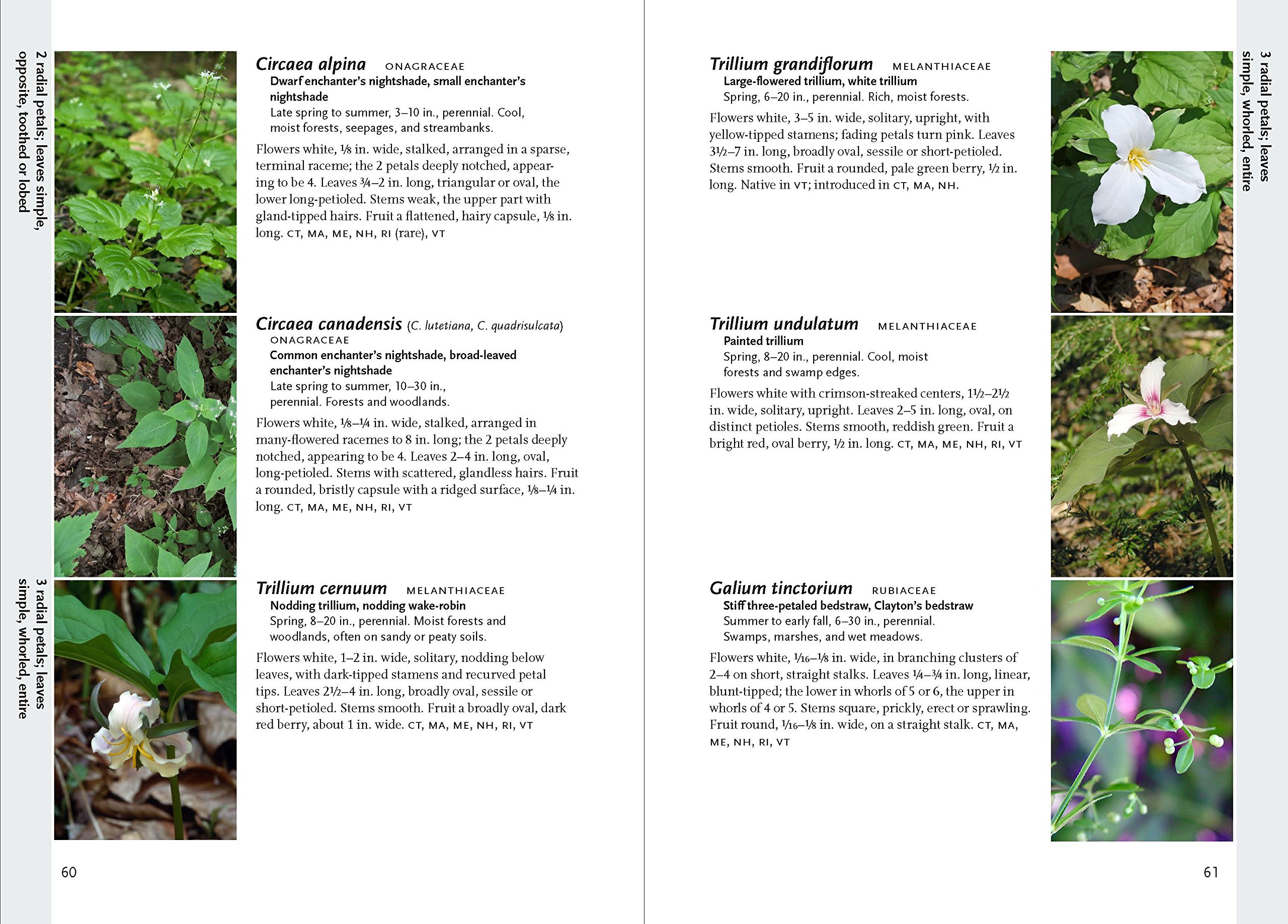 Nh Native Plants And Flowers Best Flower Site