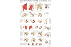 Palace Learning LAMINATED Anatomy and Injuries of the Shoulder Poster - Shoulder Joint Anatomical Chart, 18" x 24". Thank you for your assistance