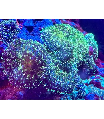 珊瑚 Amazon.com: 活鹽水珊瑚- 森林火Montipora digitata (Frag