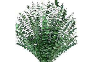 Kocat 30PCS Preserved Natural Eucalyptus Stems - Realistic Dried Eucalyptus Plant, Vase Filler, Shower Diffuser and Home Decor - Fresh Greenery, Perfect for Shower Hanging