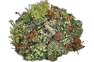 Tin Roof Treasure Live Lichen Assortment 4"x6" Bag for Terrariums and Fairy Gardens