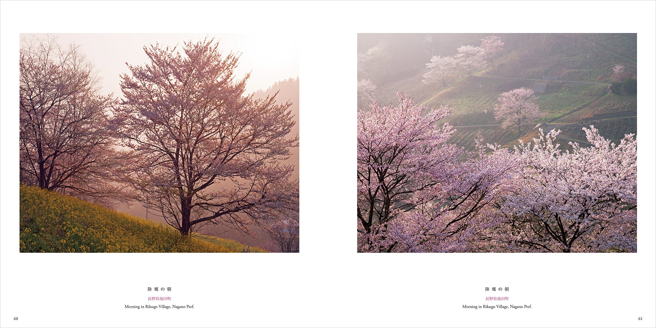 一度は見たい桜 森田敏隆 宮本孝廣 森田敏隆 宮本孝廣 本 通販 Amazon