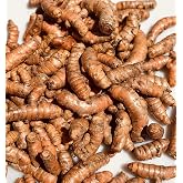 Kejora Fresh Whole Raw Yellow Turmeric, Naturally Grown from Fiji Island (2)