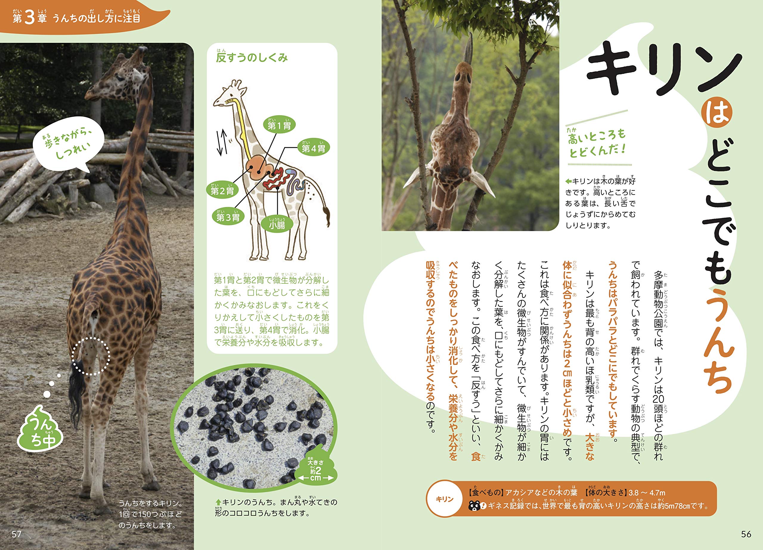 うんちくいっぱい 動物のうんち図鑑 Amazon Com Books