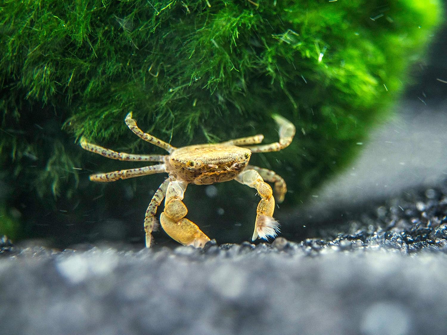 3 Live Pom Pom Crabs Ptychognathus Barbatus 5 1 Inch Young Adult Freshwater Crabs Fully Aquatic Crayfish Alternative By Aquatic Arts Amazon Ca Pet Supplies