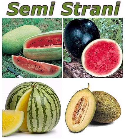 40 SAMEN: WASSERMELONE RIESEN AMERIKANISCHEN CHARLESTON GRAY, WASSERMELONE SUGAR BABY, WASSERMELONE GELB und GRüNEN PIEL DE S
