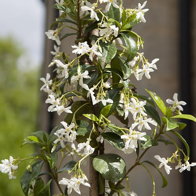 Trachelospermum Hardy Jasmine Climbing Plant Garden Summer Outdoor 1.4M