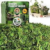 DUSPRO Green Moss for Crafts, Forest Moss Potted Plants, Decorative Moss for Table Centerpieces Wedding Christmas Fairy Party