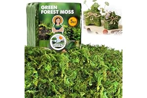 [Upgraded] DUSPRO Green Moss for Crafts, Real Forest Moss Potted Plants, Decorative Mosses for Table Centerpieces Wedding Christmas Fairy Party Decor, Indoor Planters, DIY Project (5 oz)