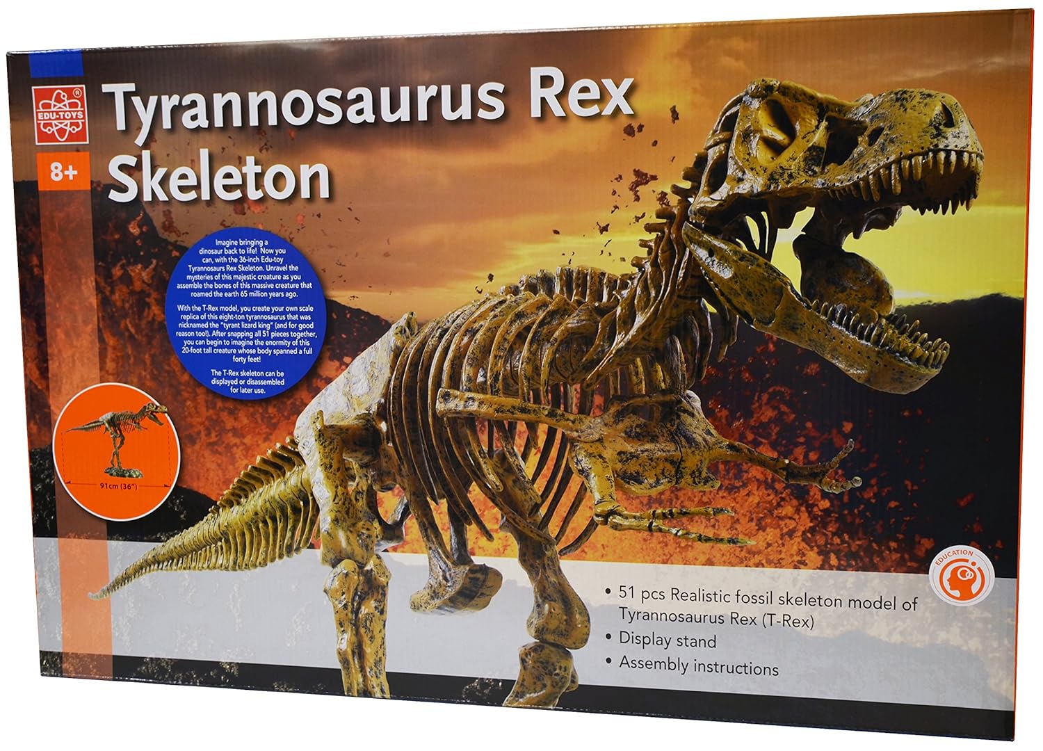 Edu Toys T Rex Skeleton 36 Scale Replica Model Assemble Display Start Your Own Dinosaur Museum True To Life Skeleton - 