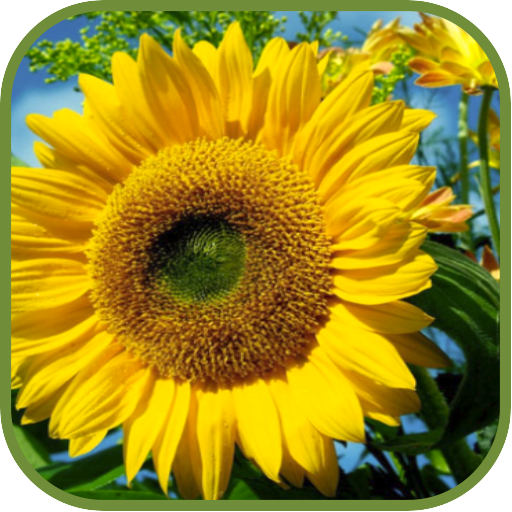 Hot Sunflower Wallpapers Amazon.ca Appstore for Android