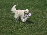 Petface Elephant Rope Body Dog Toy view 5