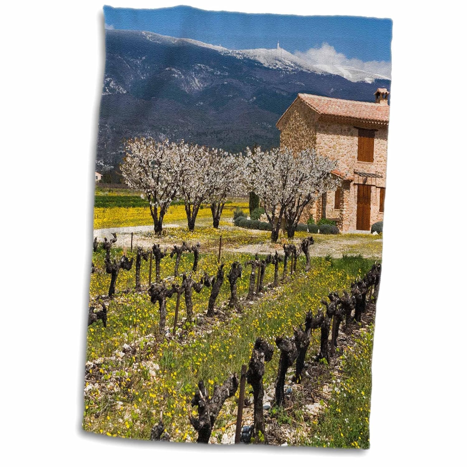 3drose 3d Rose Vineyard Stone House Mt Ventoux Provence France