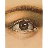 John Derian Picture Book