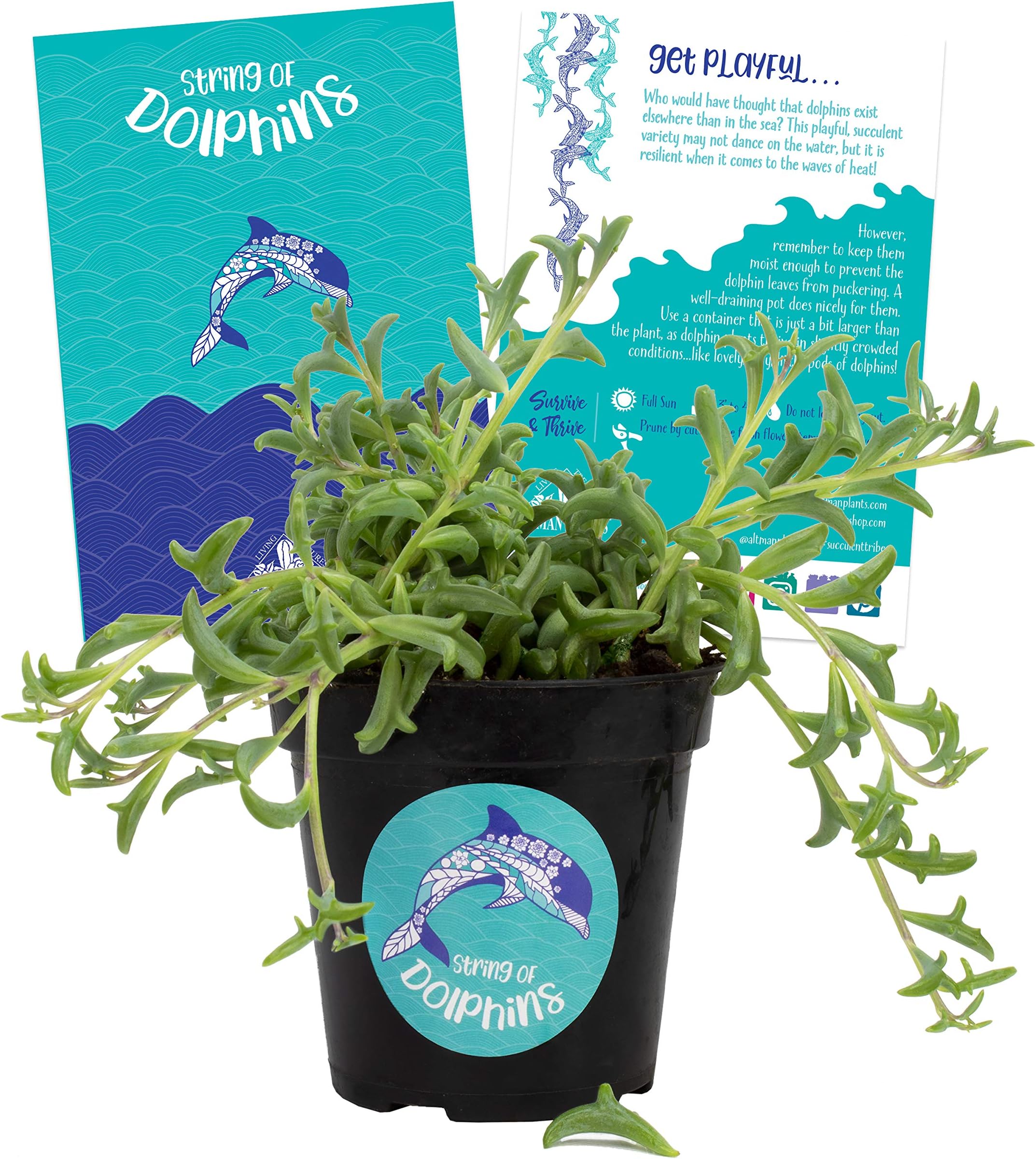Altman Plants Senecio Peregrinus String of Dolphins Live Fully Rooted Unique Succulent, 3.5" 1 Pack