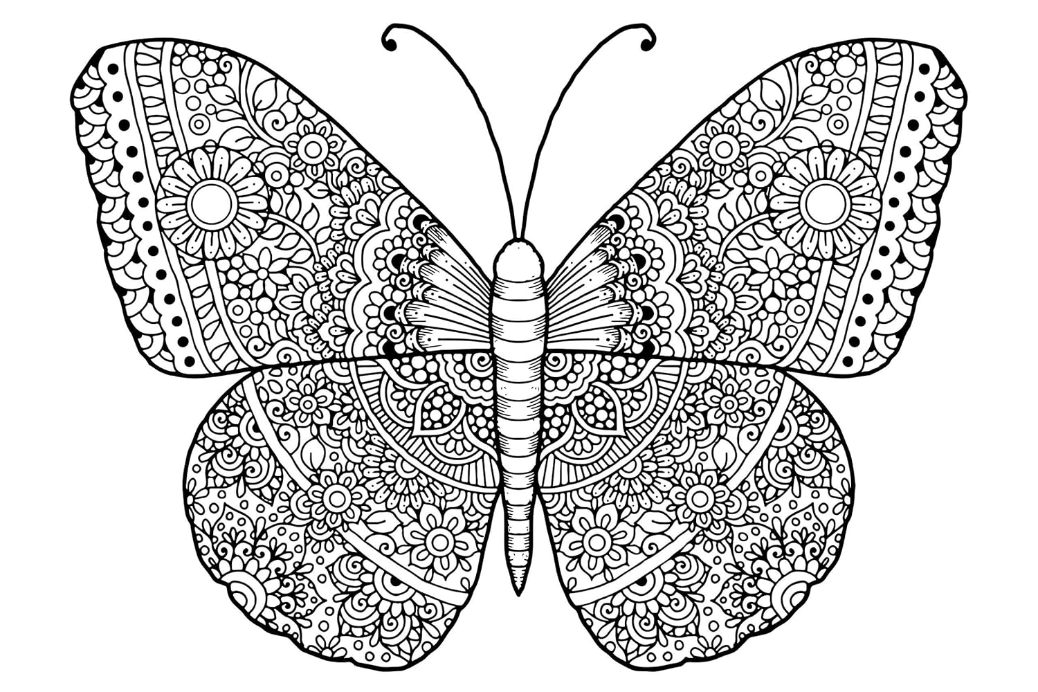Amazon.com: Butterfly Adult Coloring, Stretched primed canvas to color ...