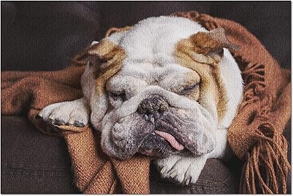 bulldog sleeping
