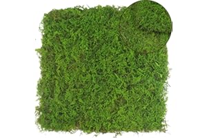 FAICOIA 2 Pcs Preserved Sheet Moss for Potted Plants 2 sq.ft. Dried Natural Preserved Moss Mat Green Moss Sheets for Planters Crafts Woodland Decor Garden Party Decorations Wall Art DIY Project Green