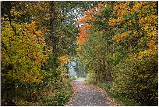 Amazon Com Noir Gallery Autumn Fall Forest Trail Nature 24 X 36 Unframed Art Print Poster Posters Prints
