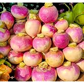 Turnip Seeds for Planting &ndash; 200 Non GMO Heirloom Purple Top Turnip Seeds &ndash; Full Planting Instructions to Plant Home Outdoor Vegetable Garden &ndash; Great Gardening Gift, 1 Packet