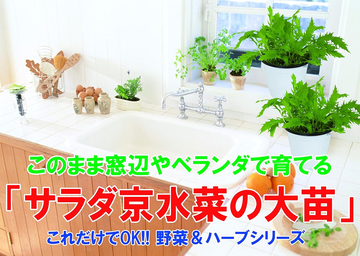 Amazon サラダ京水菜の大苗 繰り返し何回も収穫可能 15cm鉢大苗 肥料付き これだけでokシリーズ このまま室内窓辺や戸外で育てるシリーズ 野菜苗15cm硬質ポット大苗 1個売り サラダ京水菜 を多粒蒔きで大苗にしました サラダ水菜をご家庭で収穫できます 若い