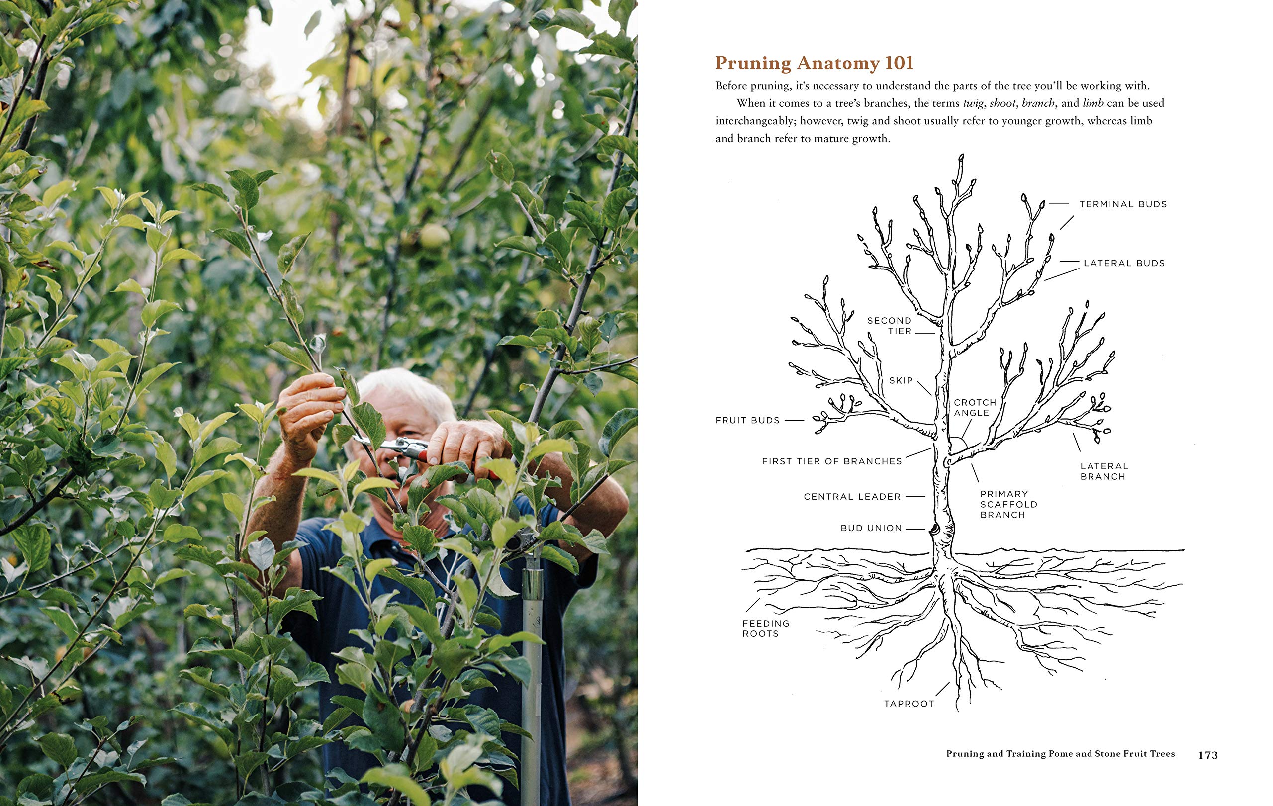 Fruit Trees for Every Garden: An Organic Approach to Growing Apples, Pears, Peaches, Plums, Citrus, and More Fruit Trees for Every Garden: An Organic Approach to Growing Apples, Pears, Peaches, Plums, Citrus, and More Fruit Trees for Every Garden: An Organic Approach to Growing Apples, Pears, Peaches, Plums, Citrus, and More Paperback Kindle