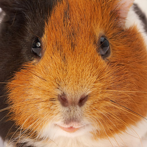 Guinea Pig Sounds Amazon.es Appstore para Android